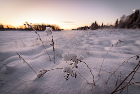 冰湖和森林已经覆盖了大雪和漂亮的薄膜冻结日落暴风雪蓝色紫色线索天空松树国家环境图片