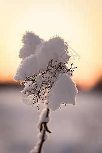 花朵覆盖了冬天的大雪和日落时间环境线索太阳国家天气木头紫色橙子公园森林图片