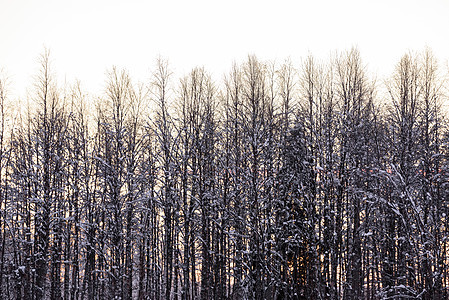 森林覆盖了冬天的大雪和日落的寒冬天空天气松树冻结橙子紫色蓝色木头线索国家公园图片