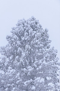 大树上布满了大雪和恶劣的寒风场地白色树木风景季节冻结蓝色孤独树干美丽图片