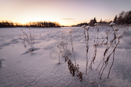 冰湖和森林已经覆盖了大雪和漂亮的薄膜国家日落环境木头蓝色线索冻结公园松树天空图片