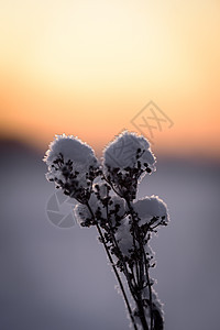 花朵覆盖了冬天的大雪和日落时间松树蓝色森林环境国家橙子天气线索冻结天空图片