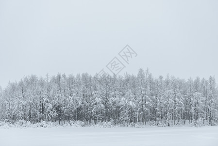 冰湖和森林覆盖着大雪和恶劣的湿度紫色松树天气蓝色环境国家冻结木头暴风雪天空图片