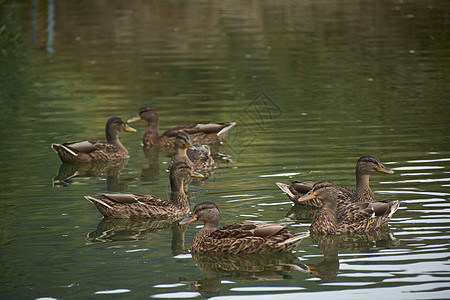 在湖中游泳的一群鸭子翅膀水禽公园嘎嘎池塘男性野生动物腹部荒野账单图片