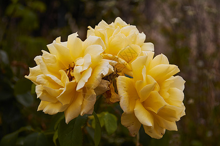 田野中的黄玫瑰生日花束纪念日香气玫瑰婚礼棕褐色植物群宏观友谊图片