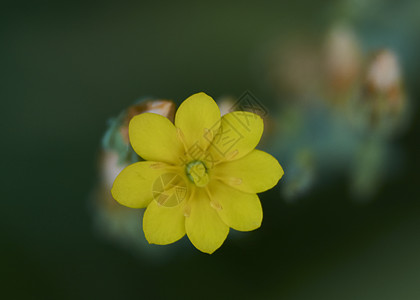 黄花 活塞 天线 花瓣的部分照片花园细流生长玫瑰天鹅绒花束宏观衬套树叶图片