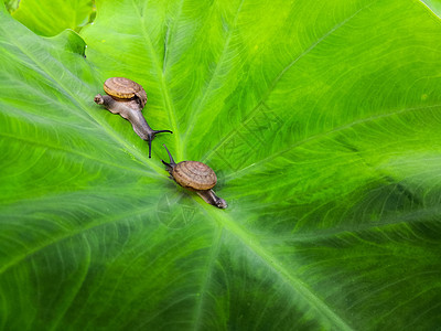 两个蜗牛壳田螺绿色螺旋植物宏观花园动物烹饪鼻涕虫棕色图片