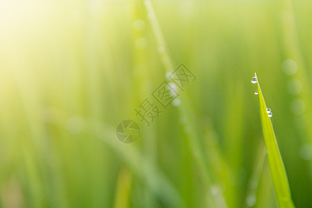 水滴子水滴季节生长环境绿色公园水分植物叶子阳光图片