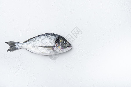 白底的原始海藻或Gilt头鱼鱼 最高视图海鲜鲷鱼白色图片