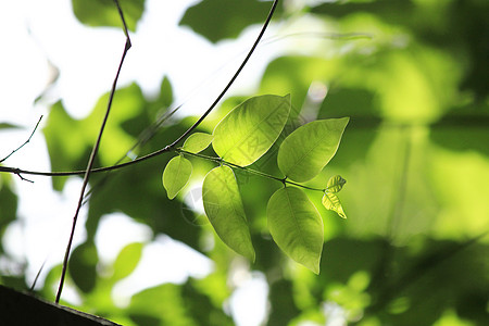 叶子照耀阳光水龙绿色麝香气候衬套骨科君主植物荒野热带图片