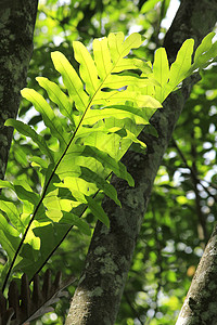 叶子照耀阳光气候麝香蕨类荒野水龙植物骨科君主绿色衬套图片