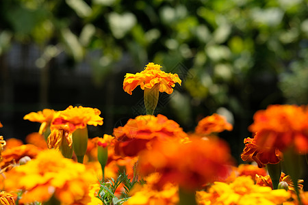 橙 黄黄色和金色Tagetes竖立花橙子生长植物群植物花瓣勃起花粉草本植物花景季节图片