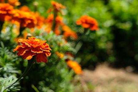 橙 黄黄色和金色Tagetes竖立花植物植物群生长花园园艺橙子衬套花景花粉季节图片