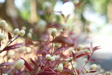 巴西喜悦草热带红藻草本植物花瓣花园园艺生长衬套植物叶子图片