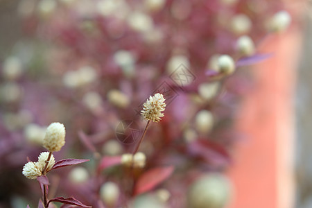 巴西喜悦草叶子植物杂草花瓣花园骑士植物学生长热带紫色图片