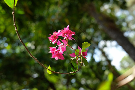 挂着红色粉红花墙纸紫色花园季节纸花花瓣植物学叶子花卉植物群图片