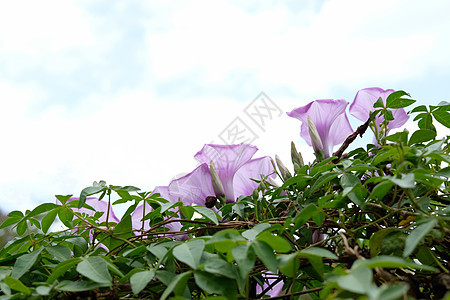 公园中高硫酰甲状腺激素综合体角花空心菜旋花植物花瓣植物群滴水花朵荣耀喇叭花蓝色背景图片