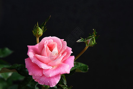 粉红玫瑰花 有干叶和树叶 黑色背景与世隔绝宏观艺术工作室植物群香气桌子花瓣花园玫瑰花束图片