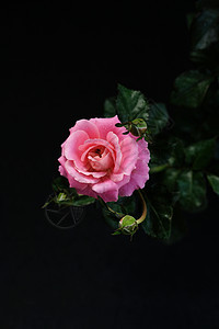 粉红玫瑰花 有干叶和树叶 黑色背景与世隔绝婚礼香气花瓣工作室植物艺术卡片礼物植物群团体图片