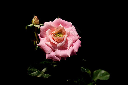 粉红玫瑰花 有干叶和树叶 黑色背景与世隔绝工作室花束礼物母亲花瓣玻璃艺术植物花园玫瑰图片