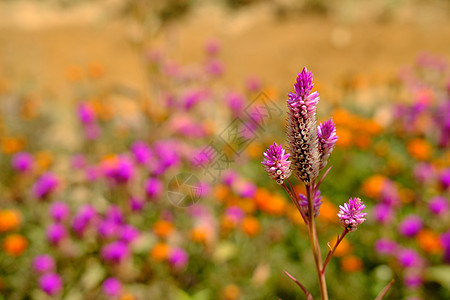 具有梦幻背景的花朵植物群热带野花植物学生长植物紫色花园鸡冠花宏观图片