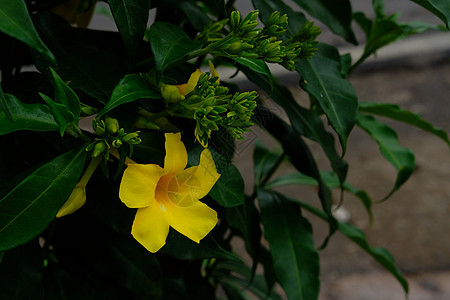 金角花阿拉曼达cathartica毛茛植物收成叶子花瓣植物学植物群泻药宏观生长图片