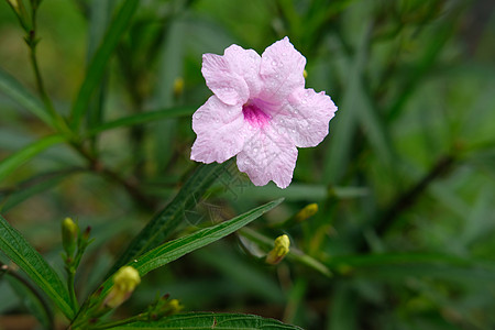 鲜粉红色Ruelia管状花朵 露珠滴牵牛花花园花瓣紫色植物公园喇叭菝葜植物群荒野图片