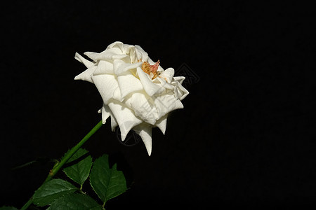 白玫瑰花 带干叶和树叶的白花 在黑色背景上与世隔绝香气礼物植物群艺术桌子母亲工作室花瓣玫瑰卡片图片