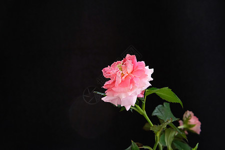 粉红玫瑰花 有干叶和树叶 黑色背景与世隔绝工作室玫瑰桌子礼物花园新娘植物宏观卡片母亲图片
