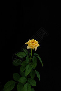 黄玫瑰花 有干叶和树叶 黑色背景与世隔绝花瓣香气花束植物群美丽艺术植物宏观新娘桌子图片