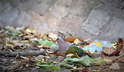 亚洲绿宝石鸽子 冒着巨大浪费的寺庙荒废男性森林移民野生动物动物群热带计费蓝色生态翅膀图片