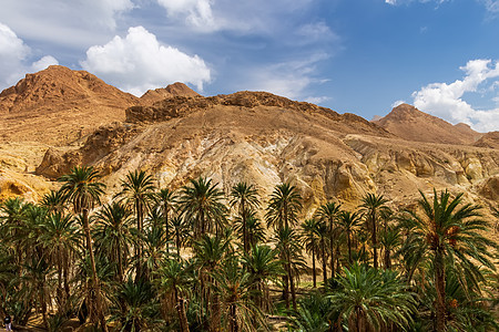 在石灰沙漠的峡谷里 绿洲的景观国家橙子植物黄色旅行阳光旅游绿色岩石公园图片