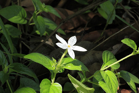 白小花卡片欢呼植物群植物宏观荒野森林农业团体花瓣图片