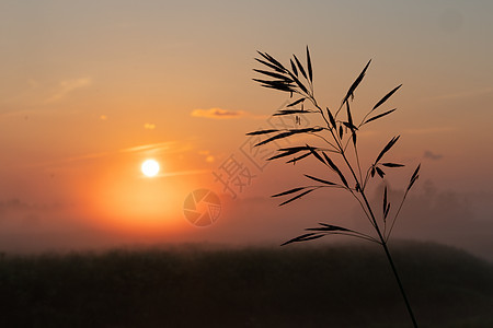田野中美丽的夏日夕阳 橙色太阳照在草地上天空墙纸日出地平线农业场地日落黄色绿色小麦图片