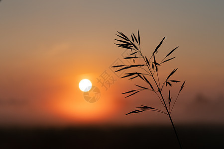 田野中美丽的夏日夕阳 橙色太阳照在草地上日出大麦农业场景天空黄色绿色蓝色日落植物图片