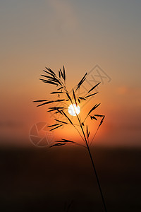 田野中美丽的夏日夕阳 橙色太阳照在草地上大麦墙纸黄色场地农业阳光日出天空植物蓝色图片