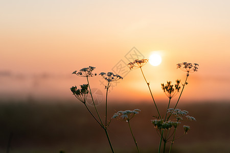 田野中美丽的夏日夕阳 橙色太阳照在草地上天空植物大麦黄色墙纸小麦绿色阳光地平线场景图片