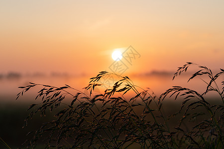 田野中美丽的夏日夕阳 橙色太阳照在草地上绿色日落天空大麦小麦黄色墙纸农业日出植物图片