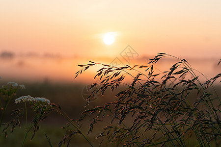 田野中美丽的夏日夕阳 橙色太阳照在草地上天空蓝色地平线大麦黄色植物墙纸农业小麦场地图片