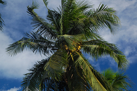 菲律宾配有叶果的椰子木和树叶及水果绿色叶子椰子热带果汁图片
