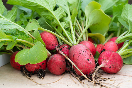 收获季节 拉迪什环境饮食植物园艺营养农作物植物群健康饮食养分杂货图片