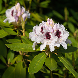 杜鹃花杂交 Calsap 杜鹃花杂交种生长衬套环境花瓣花头花坛花园季节植被花艺图片