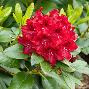 混合体拉巴特兹 混合体花艺花瓣生长花头季节花园园艺植物环境花坛图片