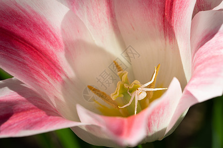 花蜘蛛 米苏梅娜·瓦蒂亚图片