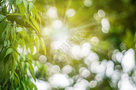 在日落时 许多树木与照明弹相伴而生天空季节地球场地花园叶子背景环境墙纸草地图片