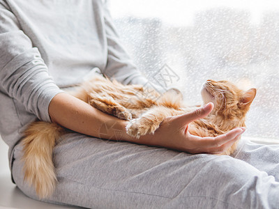 抱猫的人舒适爱猫人高清图片