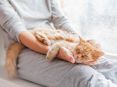 女人膝盖上躺着的可爱小猫 灰色睡衣的女人生活哺乳动物窗台瞌睡压痛乐趣天气中风小憩动物图片