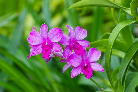 粉红兰花是财富 爱和恩典的象征花束水果花园紫色植物热带花瓣宏观温泉植物群图片