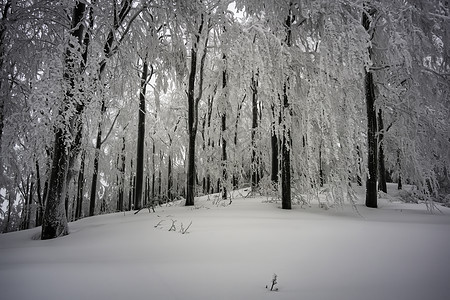 在冬雾的山林中森林山毛榉木头降雪树木季节场景天气林地公园图片