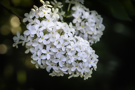 春天花园里的丁香花水平白色绿色花瓣植物群叶子植物植物学季节紫丁香图片